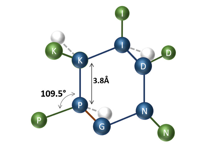 Figure 2 – Possible arrangement of cyclic peptide P-K-I-D-N-G on the tetrahedral lattice with blue representing the main chain and green the side chain. The cyclization bond is highlighted in red. Some of the unoccupied vertices of the tetrahedral lattice are illustrated in white.