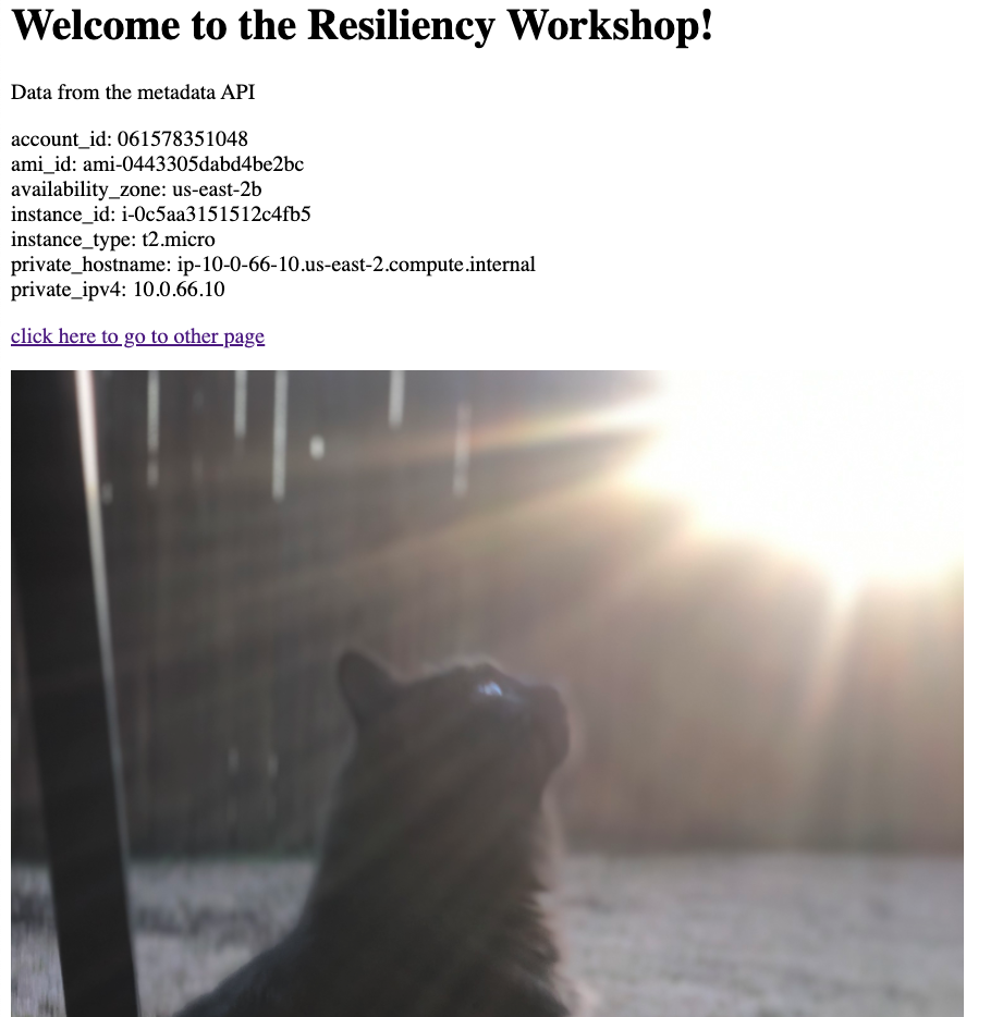 Application page with image of mountains replaced with image of a cat.