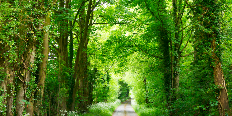 Canopy injects clarity into wealth management services