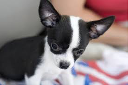 This image shows the pre-made JPEG image of a dog that will be converted to a NPY file, perform inference (classification) on it, and send the results as a message to AWS IoT Core via MQTT