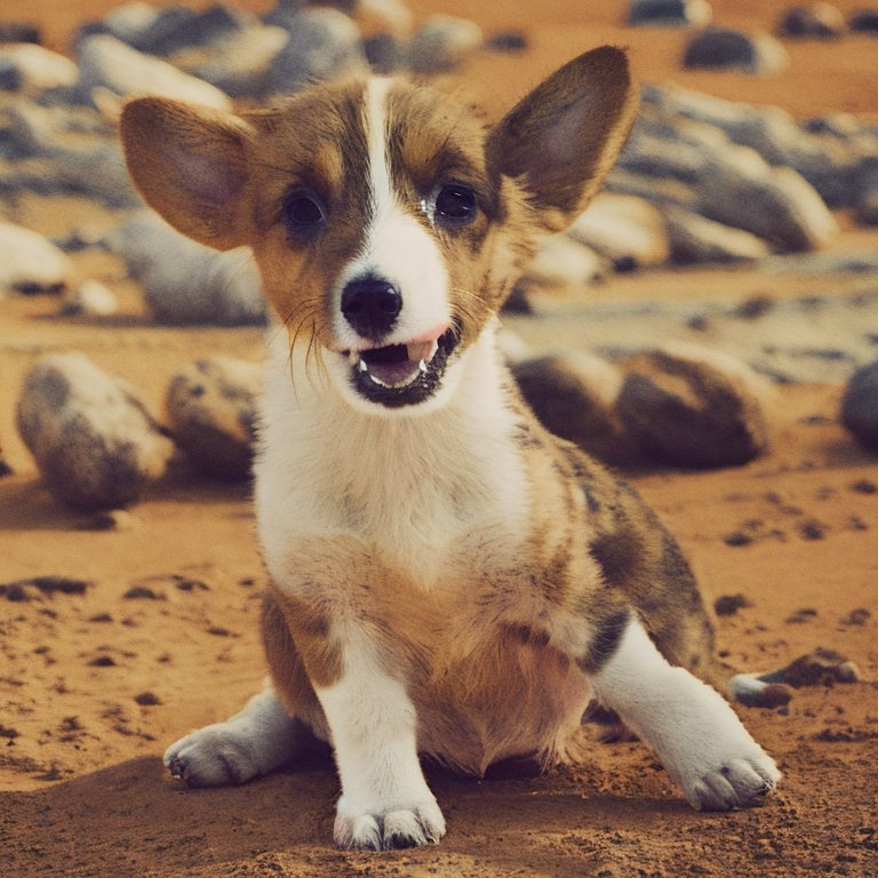 Open the dog-bucket.png file. This picture is stored under /home/jovyan/diffusers/examples/deambooth folder